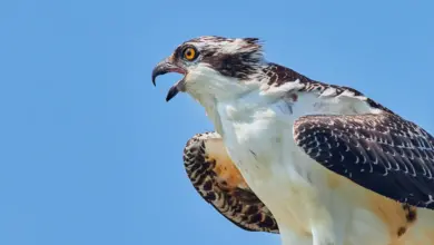 A Close Up Of Osprey