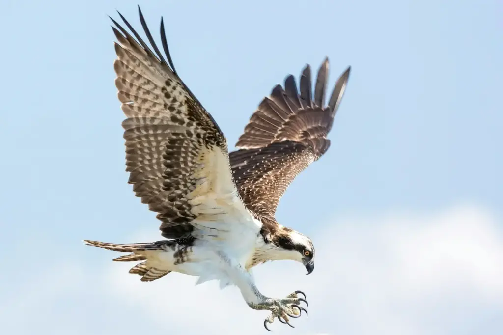 Ospreys is on Flight