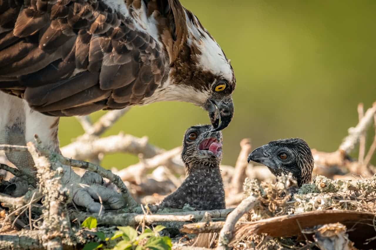 A Mother Osprey Bird Feeding Her Chicks