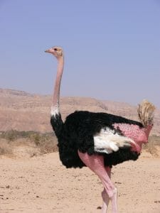 A Male Ostrich