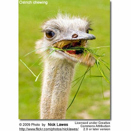 Ostrich chewing