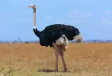 Ostriches Looking for Food