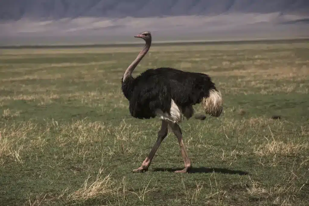 Ostriches Walking in the Grass
