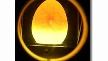 OvaScope egg scope