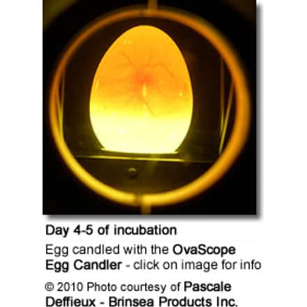 OvaScope egg scope