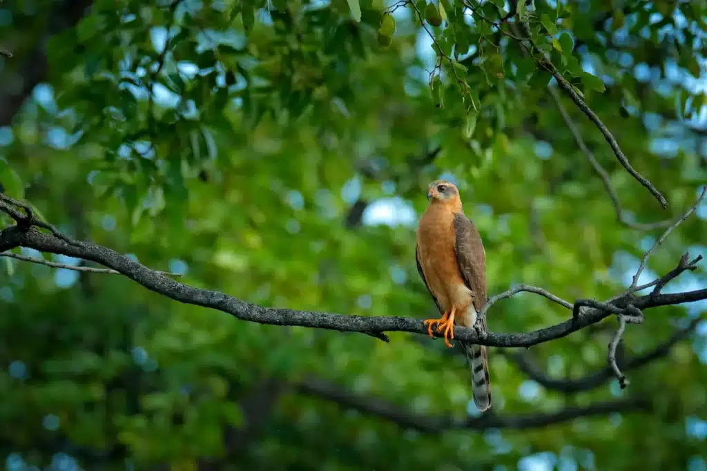 Ovambo Sparrowhawks 