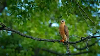 Ovambo Sparrowhawks