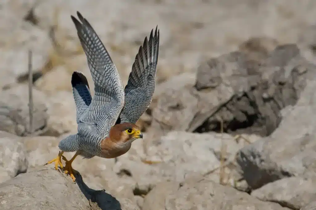 Ovambo Sparrowhawks Image