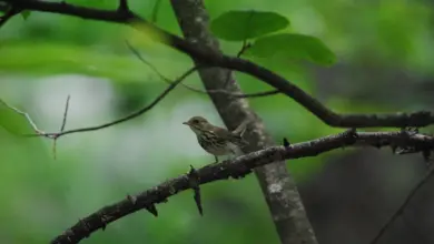 The Ovenbird Perched Into The Woods