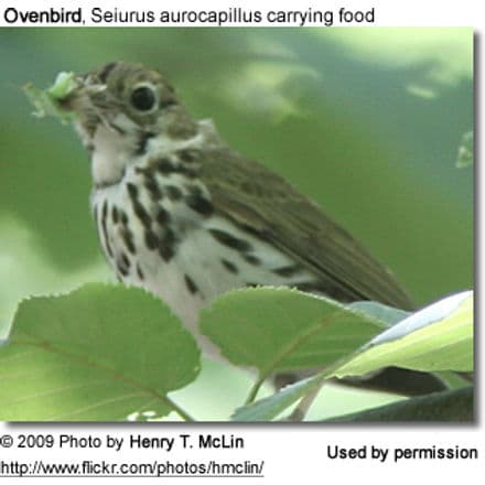 Ovenbird carrying food