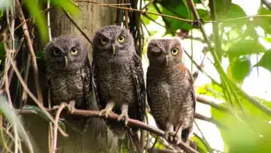 The Three Owls Resting Under The Shades Of A Tree