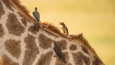 The Oxpeckers Perched On Giraffe