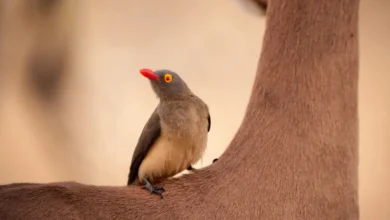 Oxpeckers on Impalas Neck