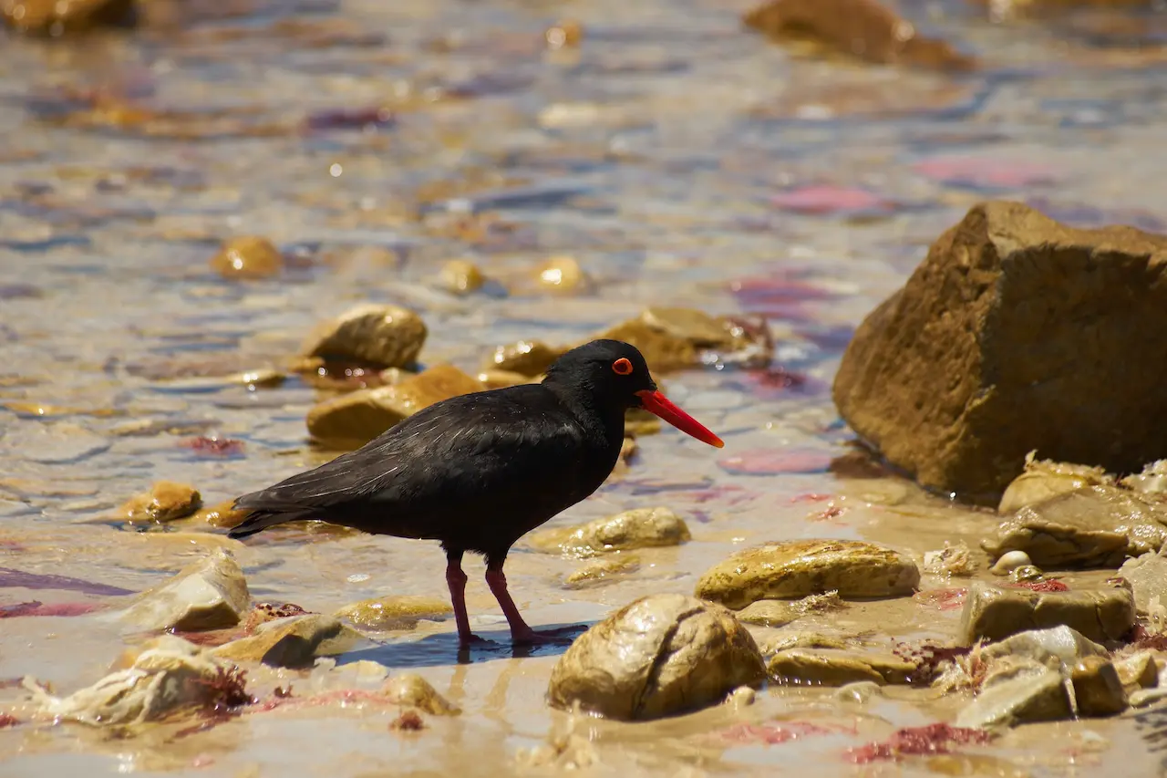 The Oystercatchers Hunting Food In The Seaside