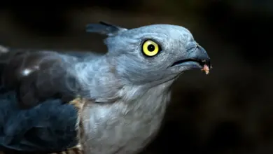 A Close Up Of Pacific Baza