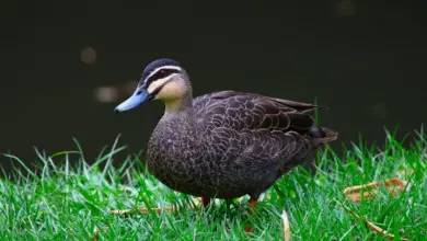 Pacific Black Ducks on the Grass