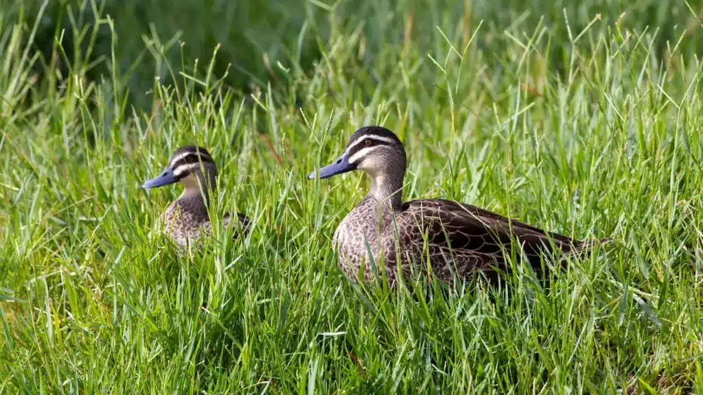 Pacific Black Ducks on Green Grass 