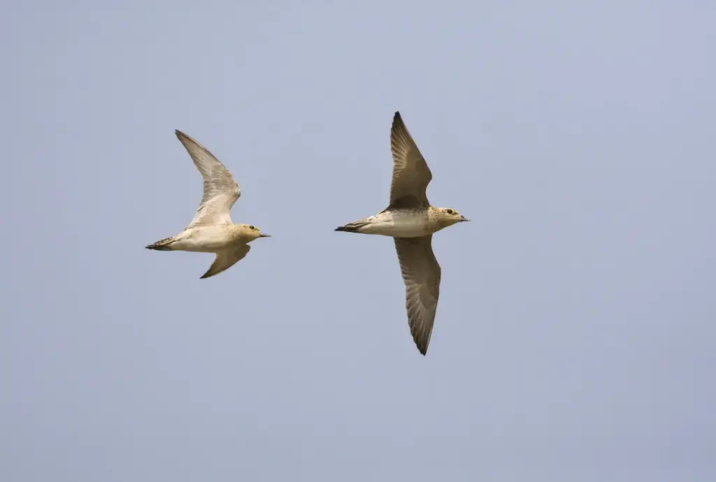 Two Pacific Golden Plovers Flying