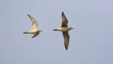 Two Pacific Golden Plovers Flying
