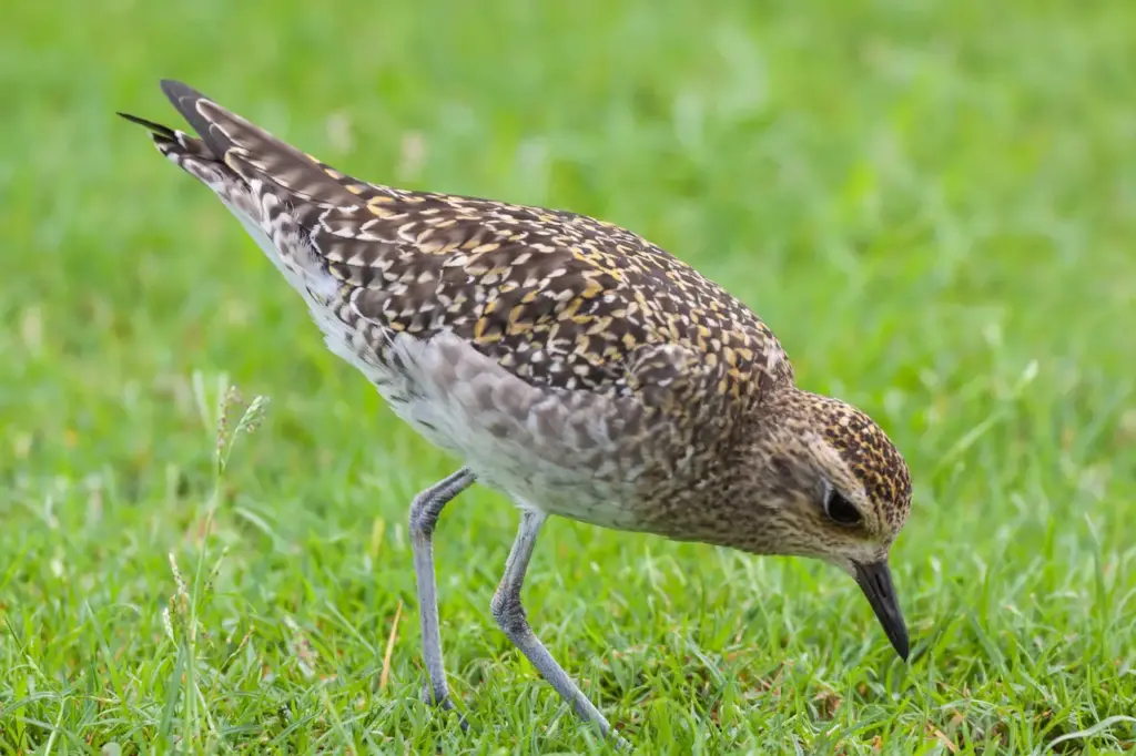 Pacific Golden Plovers Searching For Food 