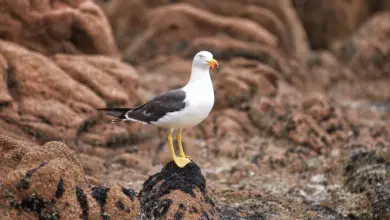 Pacific Gull Standing on The Rock