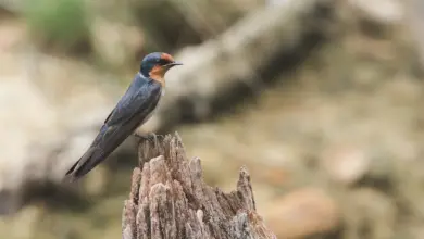 Pacific Swallows Resting on a Dry Woods