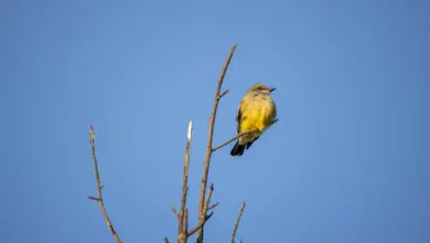 A Pacific-slope Flycatcher On Tree