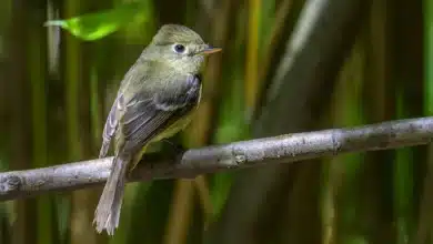 Pacific-slope Flycatchers
