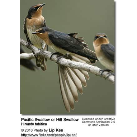 Pacific Swallow or Hill Swallow (Hirundo tahitica)