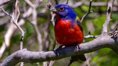 The Painted Buntings Perched On A Branch Of A Tree