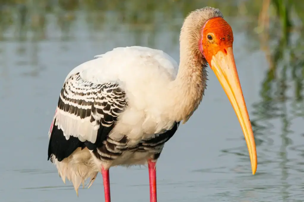 Painted Storks Image 