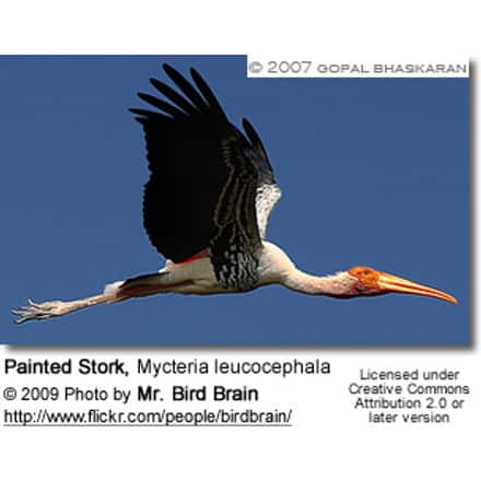 Painted Stork, Mycteria leucocephala