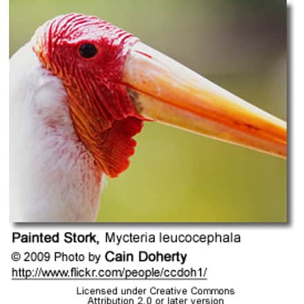 Painted Stork, Mycteria leucocephala - Head Detail
