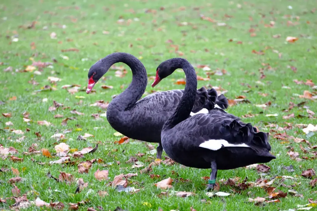 Pair Black Swans Walking on the Grass 