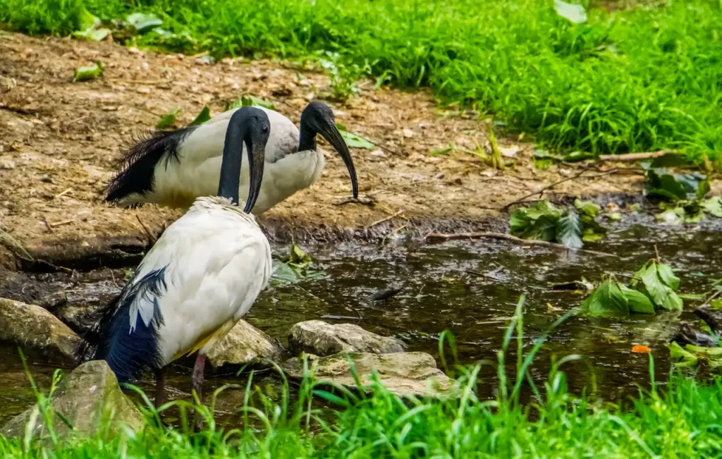 A Pair Of African Sacred Ibises Searching For Food