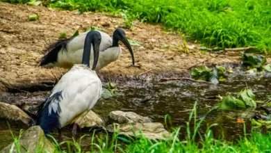 A Pair Of African Sacred Ibises Searching For Food