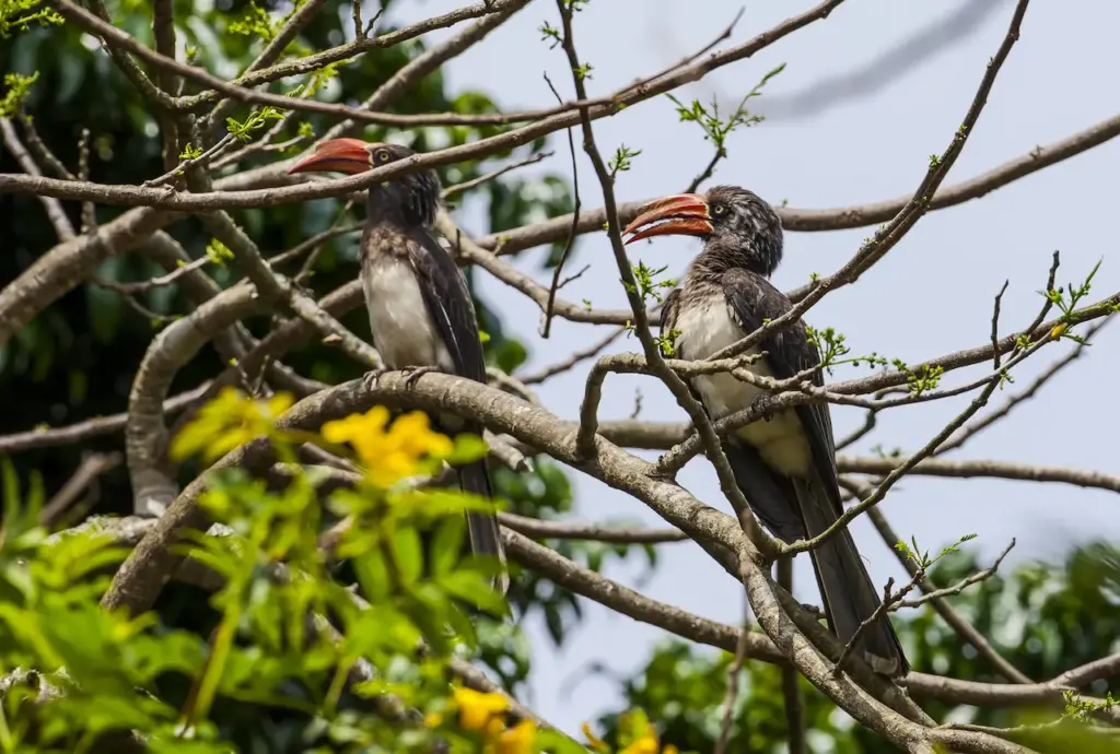 A Pair Of Crowned Hornbills 