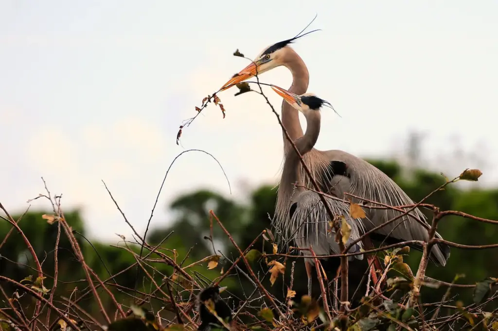 A Pair Of Great Blue Herons Building A Nest