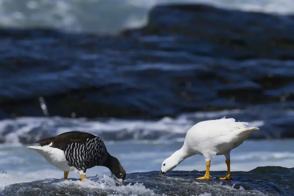 Pair Of Kelp Geese Searching For Food 
