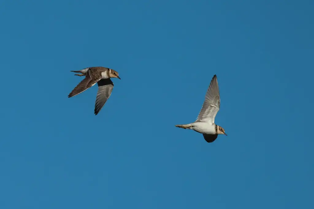 A Pair Of Ringed Plovers Flying In The Sky