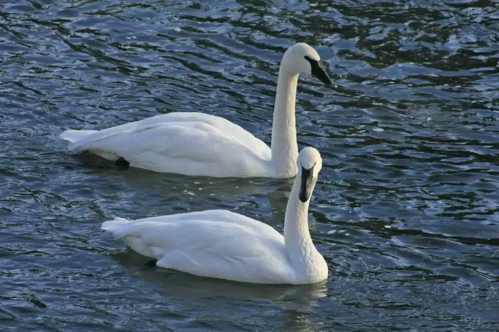A Pair Of Trumpeter Swans Swims Together In The River