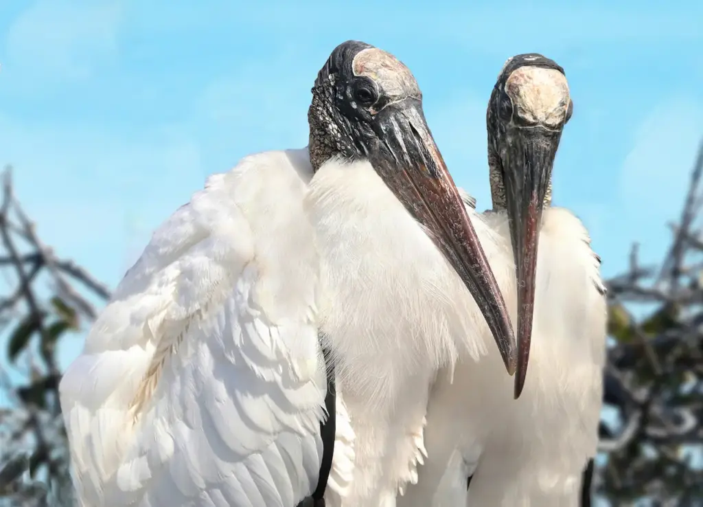 A Pair Of Wood Storks Standing Together