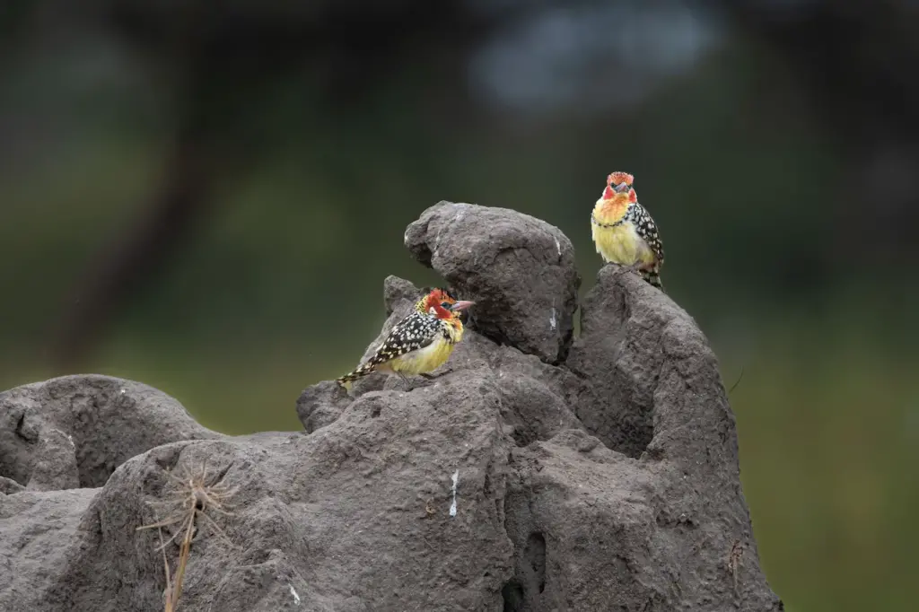 A Pair Of Yellow-spotted Barbets Standing On A Rock