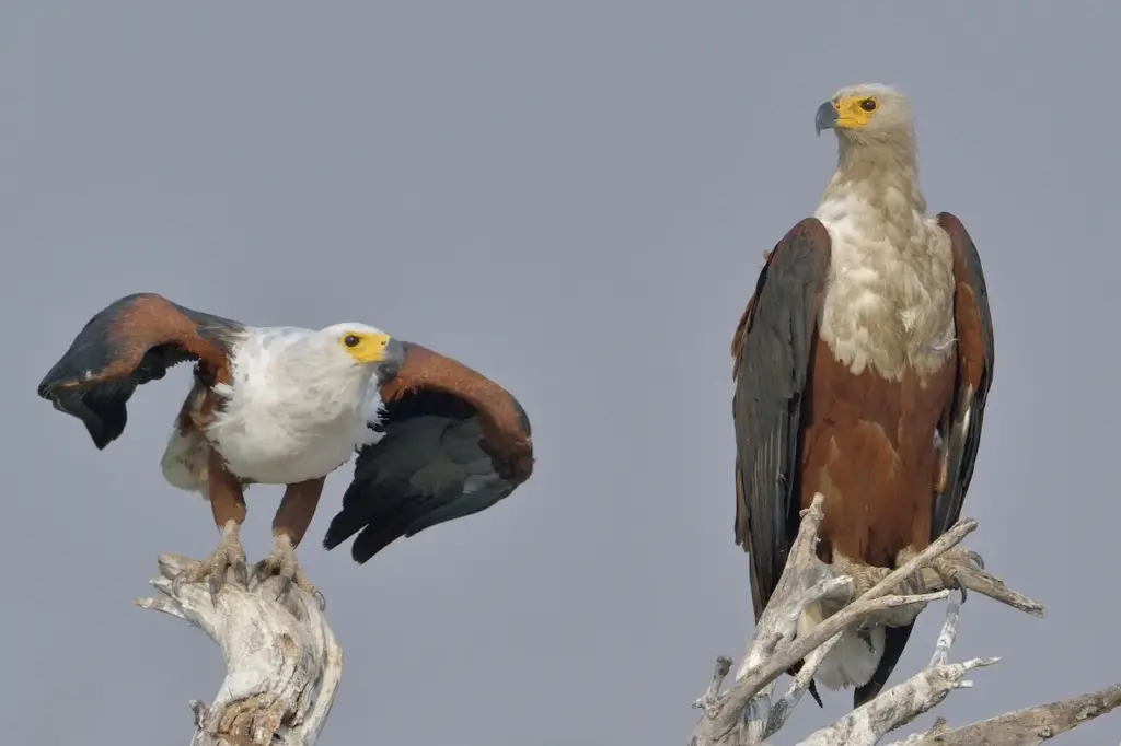 Pair of African Fish Eagles  