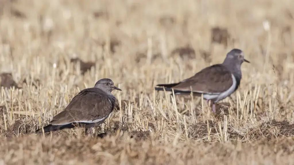 Pair of Black-winged Lapwings on a Grass 