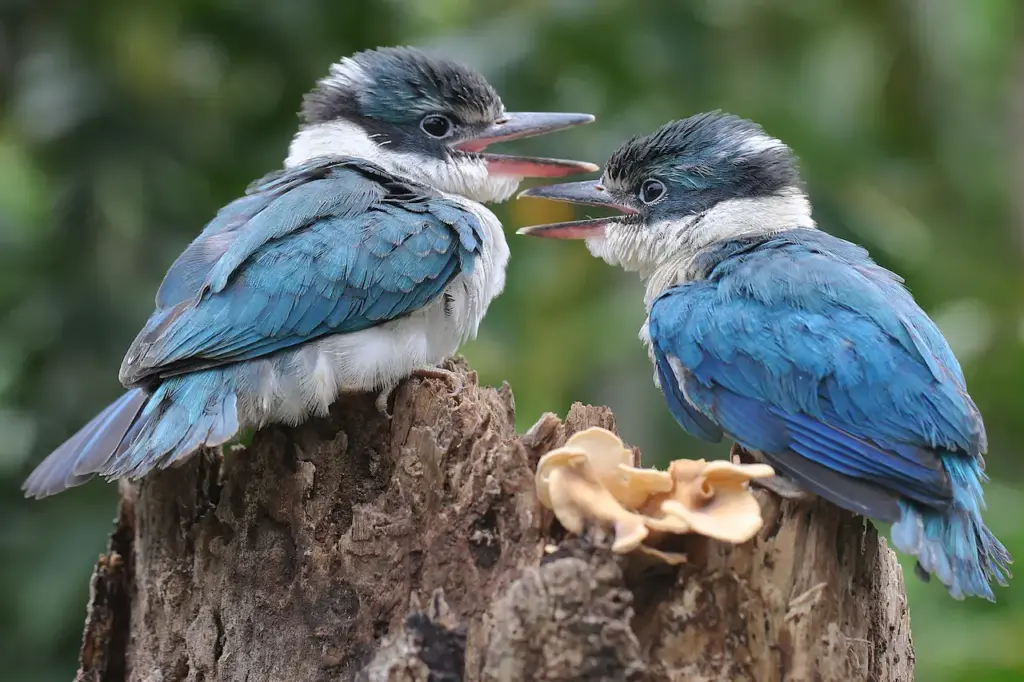 Pair of Collared Kingfishers 
