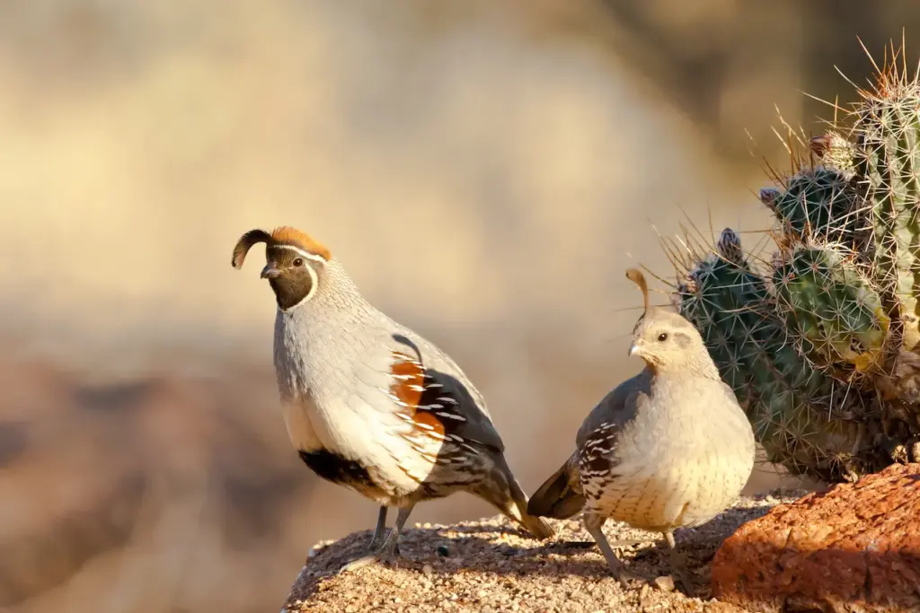 Pair of Gambels Quails Who Are Omnivores