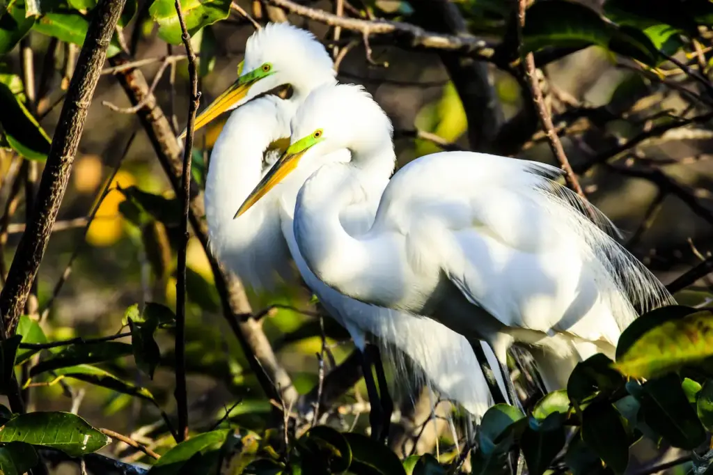 Pair of Great Egrets Looking For Food 