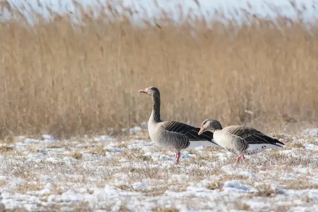 Pair of Grey Geese on Grass 