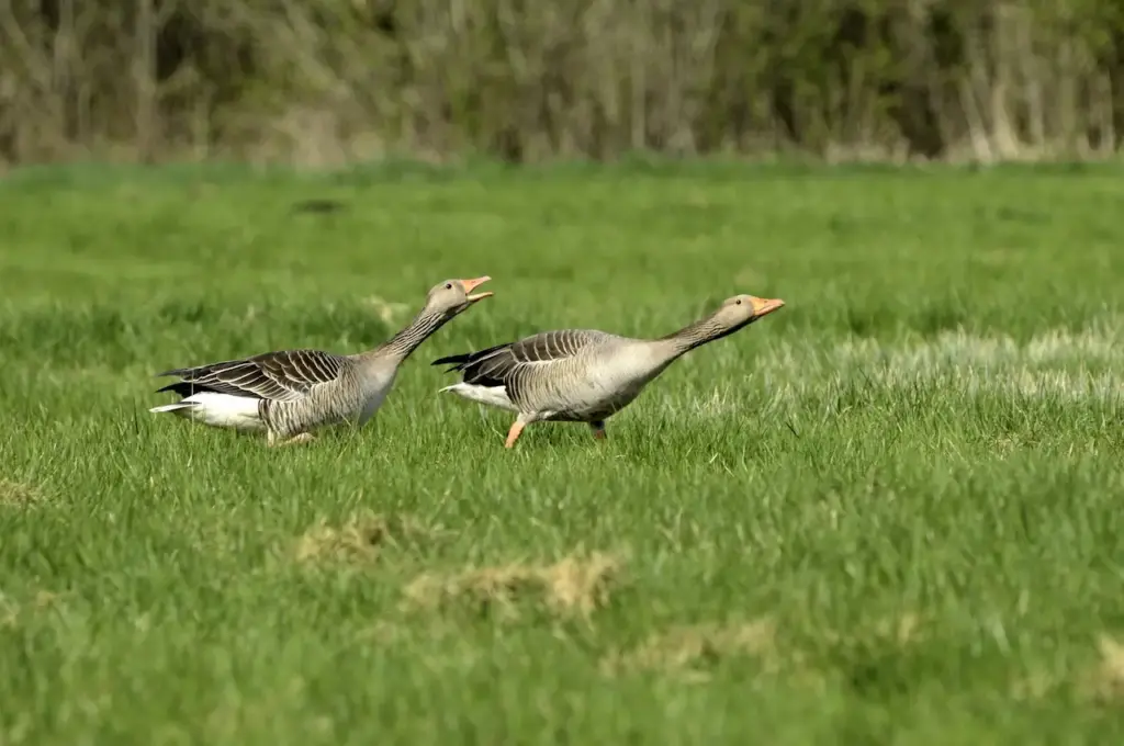 Pair of Greylag Geese on the Grass